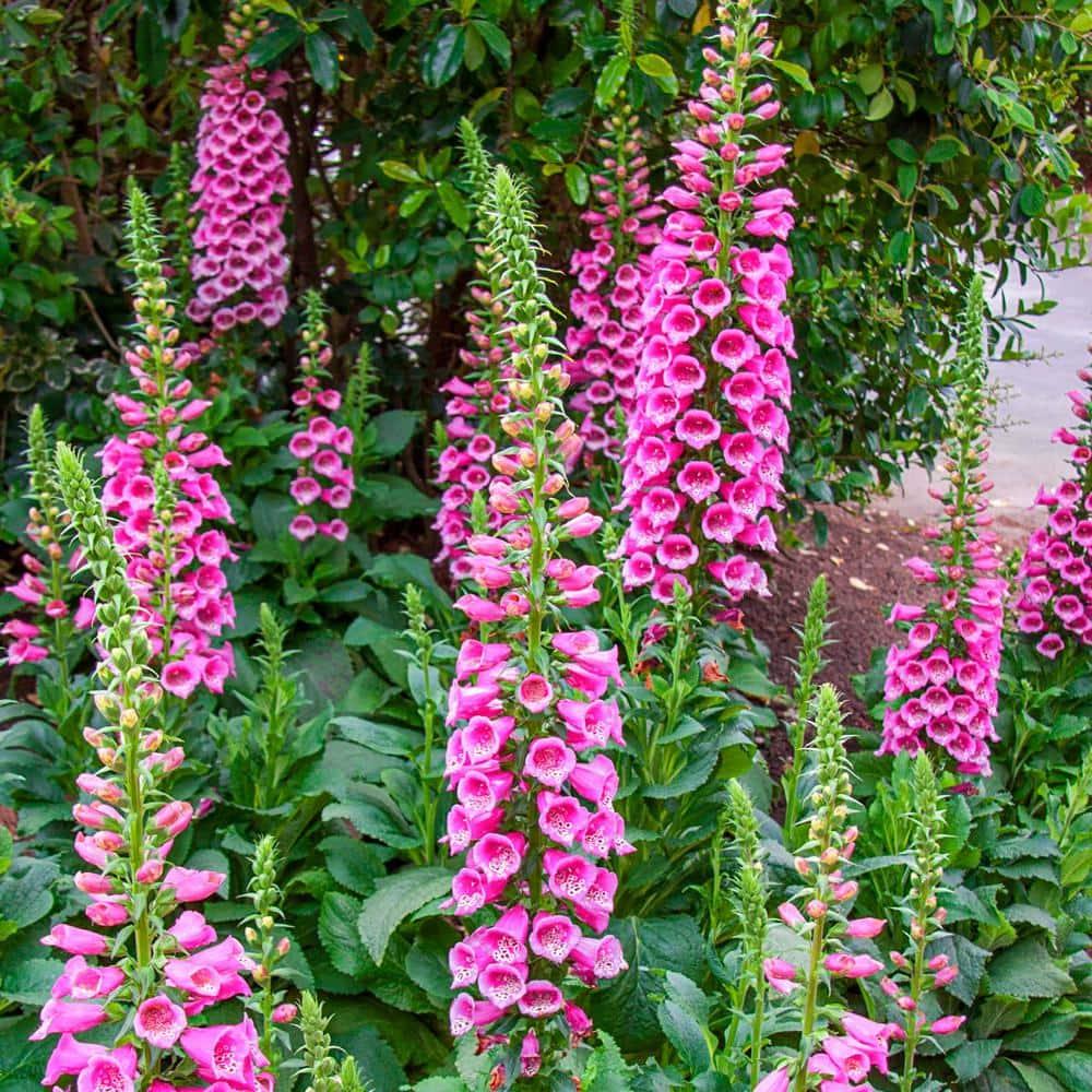 Camelot Rose Foxglove Dormant Bare Root Flowering Perennial Starter Plant, One Plant per Offer