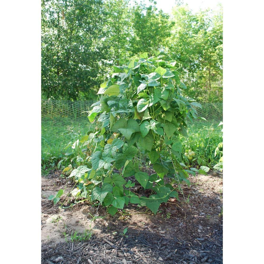 Glamos Wire 42 in. Steel A-Frame Vegetable and Plants Plant Support Grow Though Grid (5 Pack)