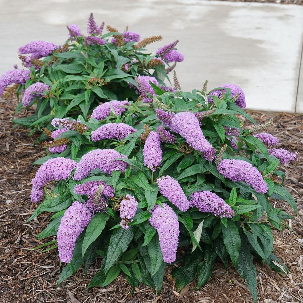 Proven Winner Pugster Amethyst 2 Gal. Buddleia, Purple Blooms