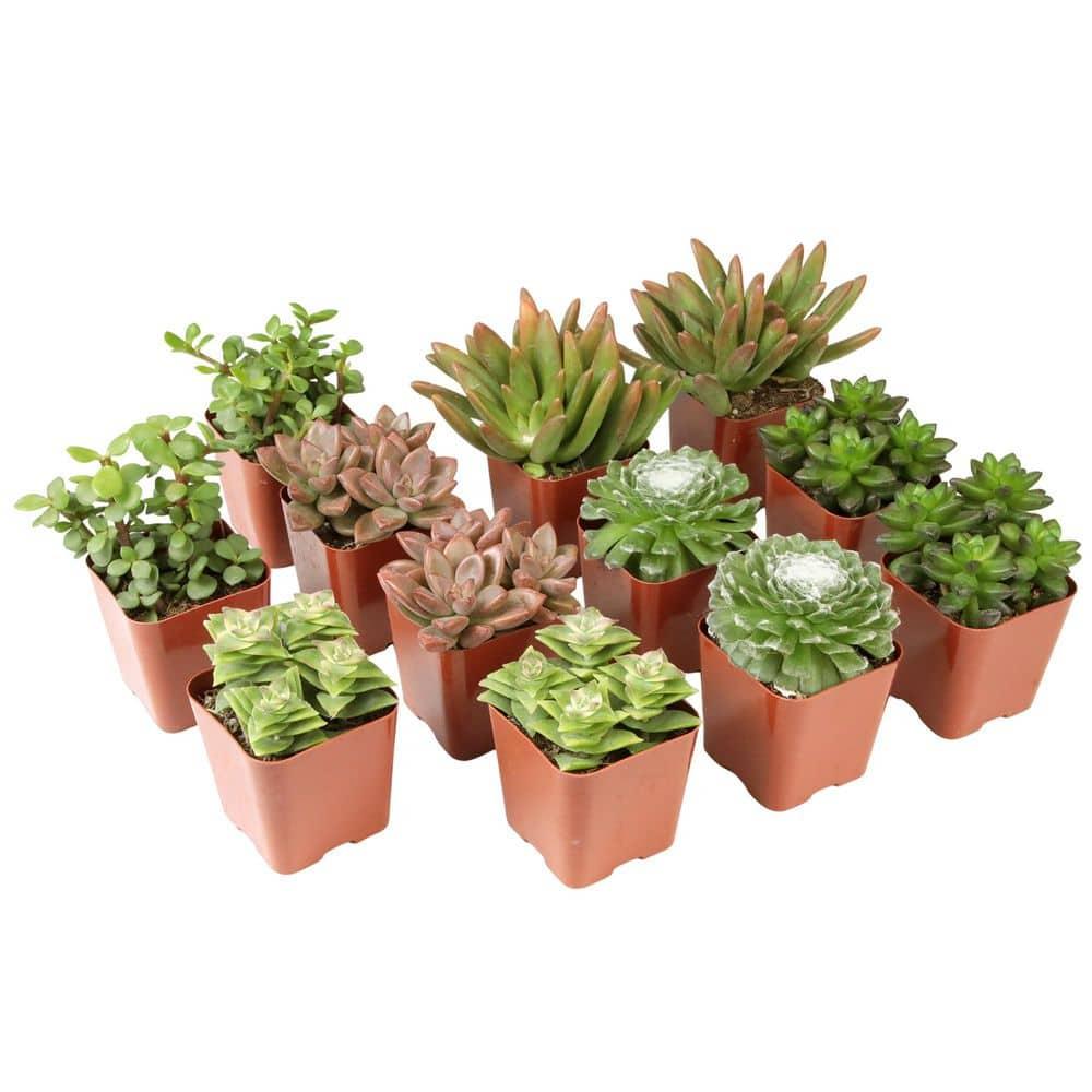 Element by Altman Plants 2" Multi-color Succulent Live Plants (12 Pack)