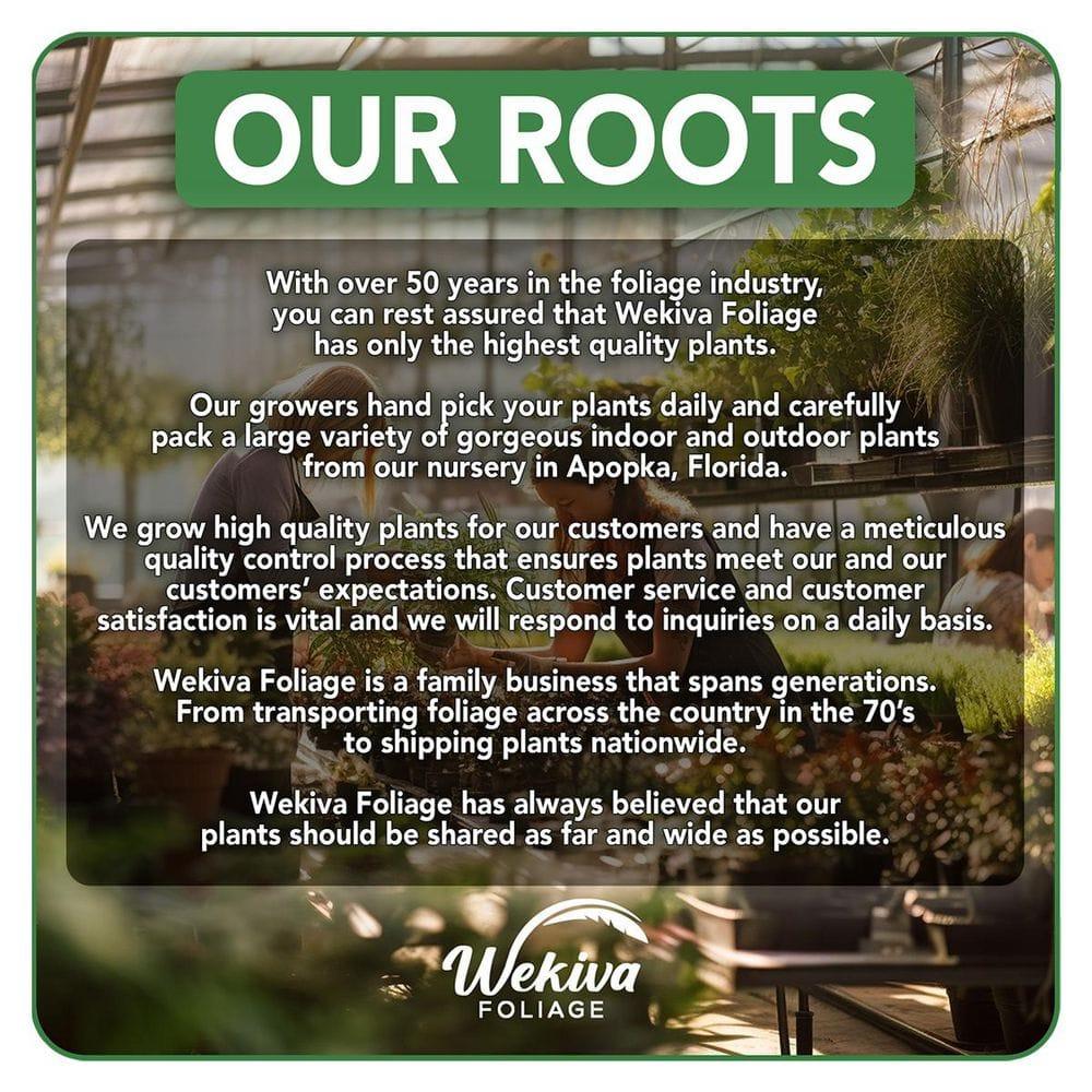 Travelers Palm - 2 Live Plants in 4 Inch Growers Pots - Ravenala Madagascariensis - Rare Ornamental Palms of Florida