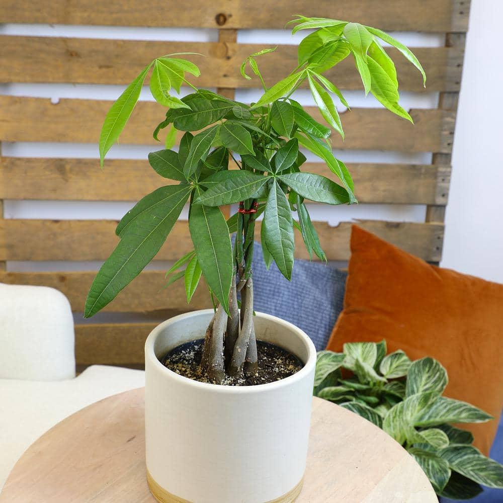 6in Money Tree Plant in Plastic Nursery Pot