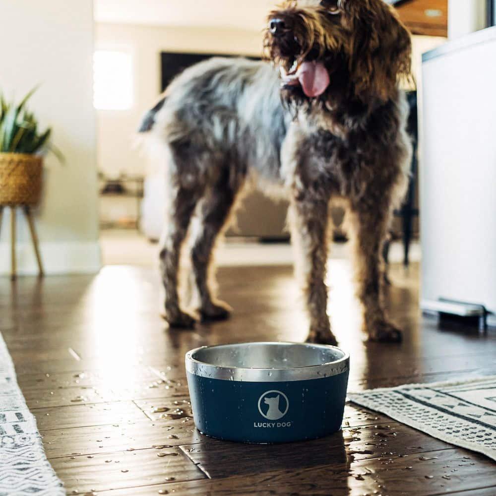Lucky Dog INDULGE 8 Double Wall Stainless Steel Dog Bowl & Reviews | Wayfair