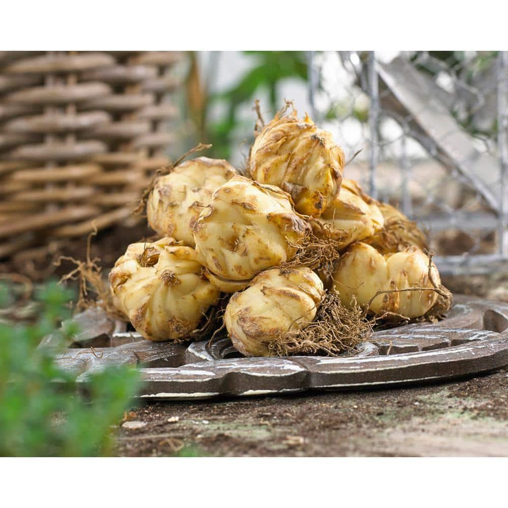 Van Zyverden 9ct Bulbs Lilies Oriental Fragrant Blend