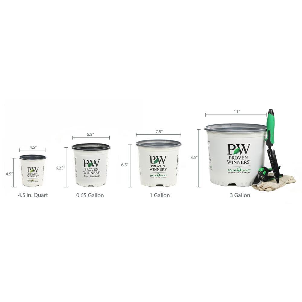Proven Winners ITEPRC1037800 Fizzy Mizzy Sweetspire Live Plant, 4.5 in. Quart, White Flowers