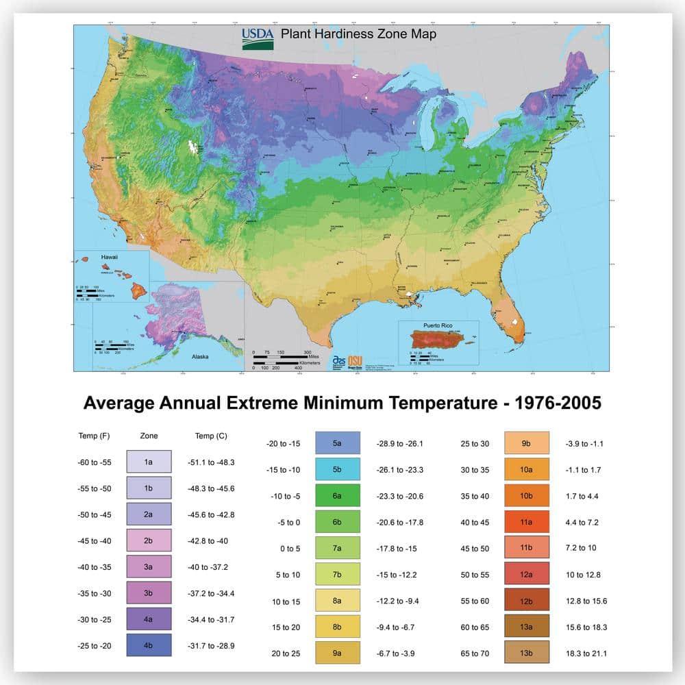 Element by Altman Plants Aloe Vera Succulent 3PK - Live House Plants - 3.5 in Grower Pot