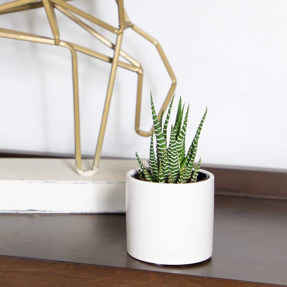 Altman Specialty Plants Live Succulent Plant in Ceramic Decorative Vase