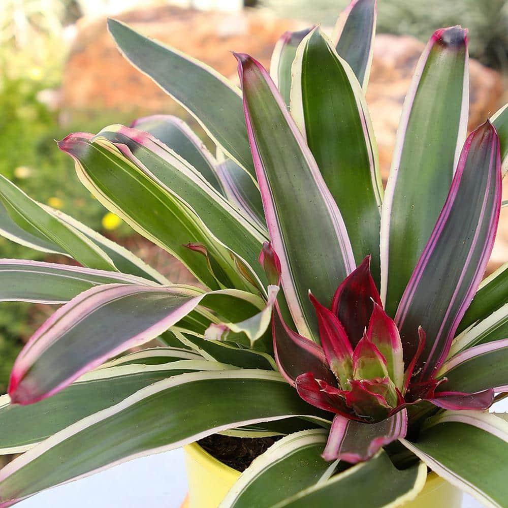 Altman Plants Neoregelia Rafael | Bromeliad Houseplant & Perennial | 4qt. Grow Pot; Indirect Light