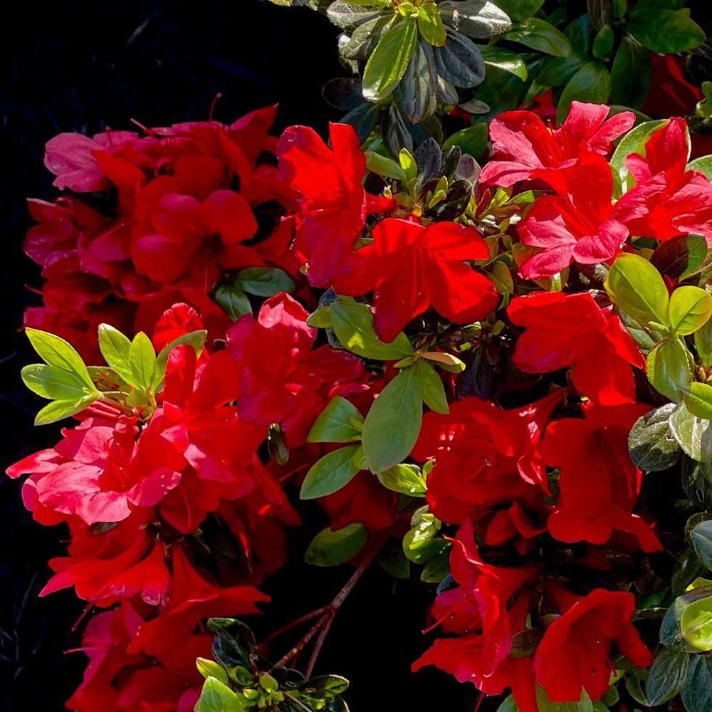 1 Gallon Red Midnight Flare Azalea Shrub with Green Foliage