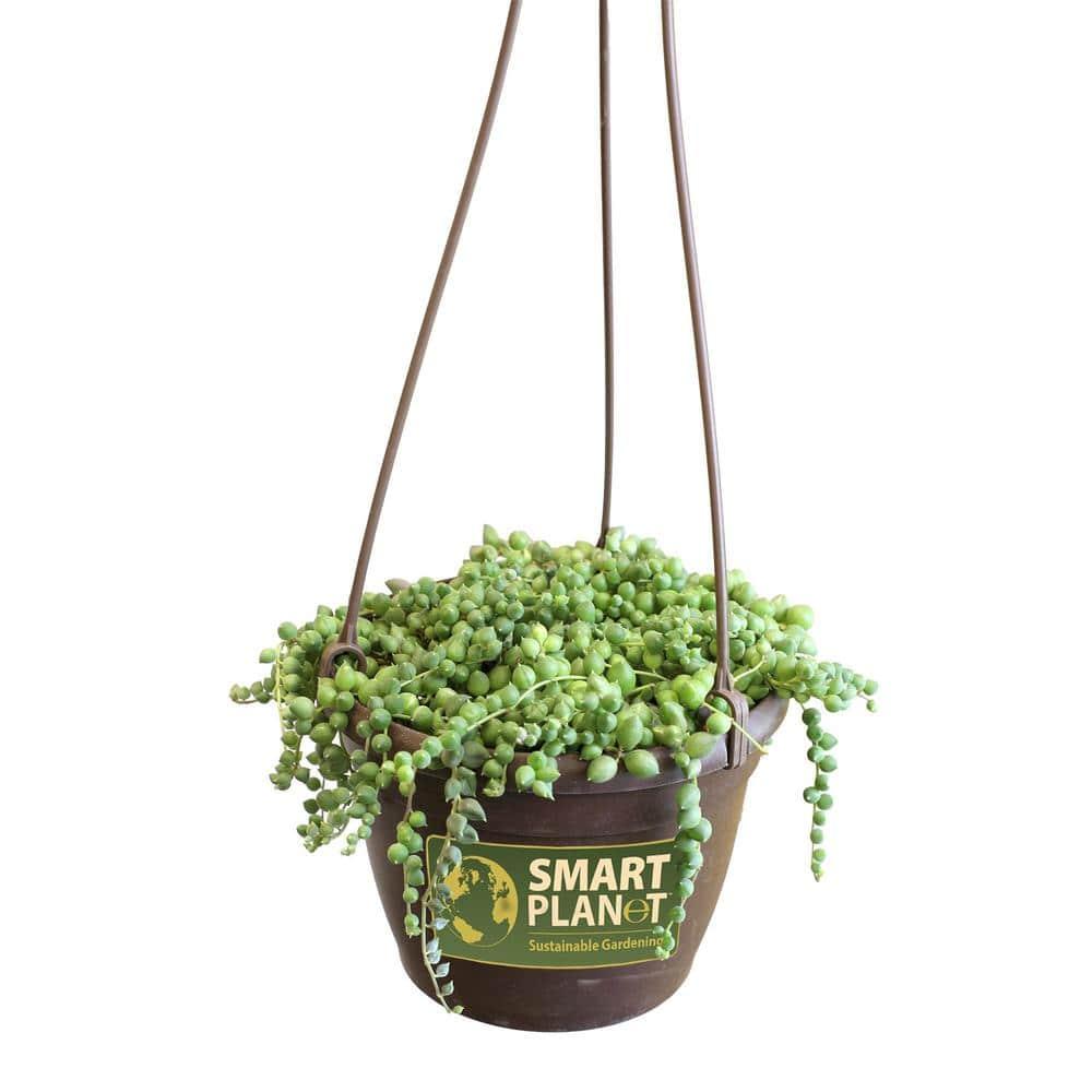 Element By Altman Plants String of Pearls Succulent (Senecio Rowleyanus) 6" Live Plant Hanging Basket