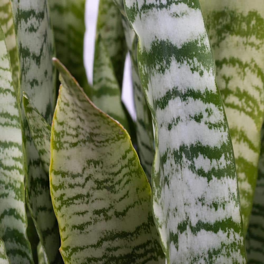 6 in. Laurentii Snake Plant in 7 in. Matte Black Hyde Container