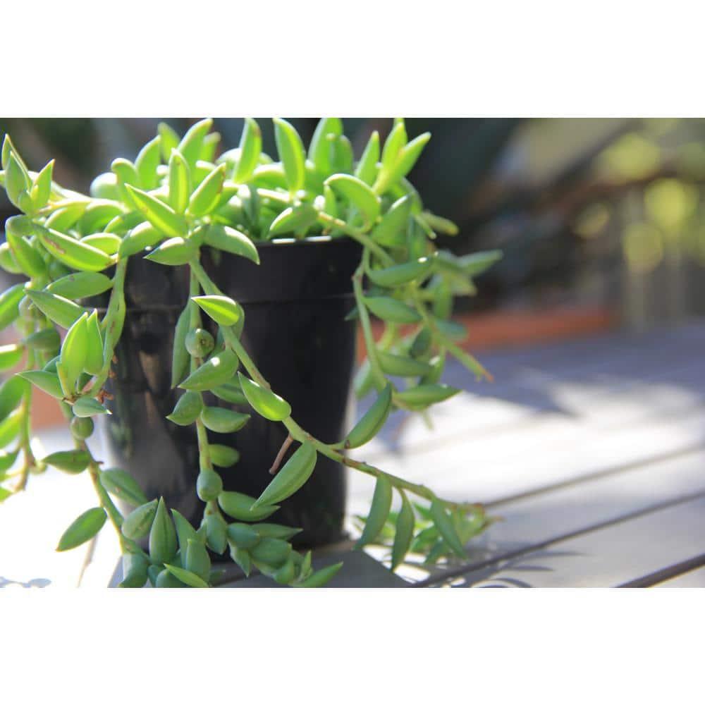 Element by Altman Plants 6" Senecio Radicans Bananas Live Hanging Succulent Basket
