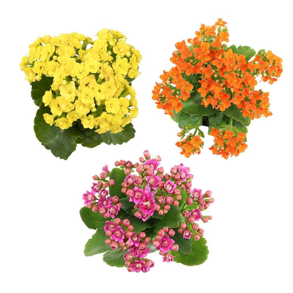 Element by Altman Plants 3.5IN Asst Kalanchoe (3 Pack)