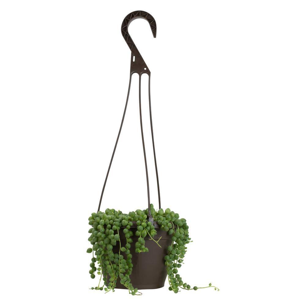 Element By Altman Plants String of Pearls Succulent (Senecio Rowleyanus) 6" Live Plant Hanging Basket