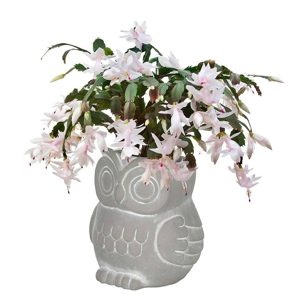 Classic Home and Garden Cement Buddies Indoor/Outdoor Planter with Drainage Hole, Owl, Gray, Small, 4.5in