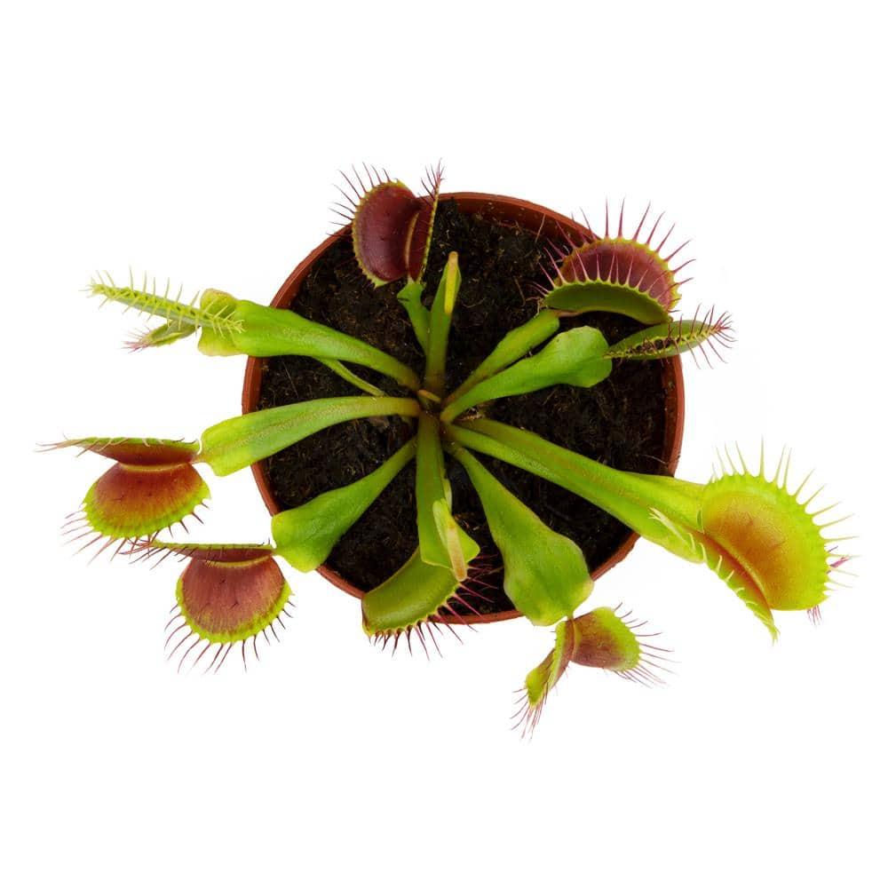 Altman Plants 3.5" Venus Fly Trap Live Plant with Grower Pot