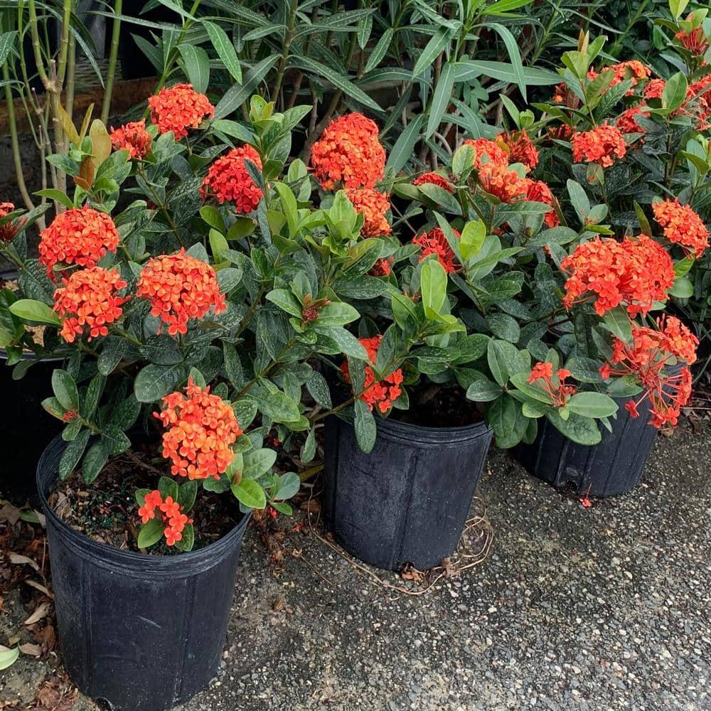 OnlinePlantCenter Live Flowering Plant in Pot