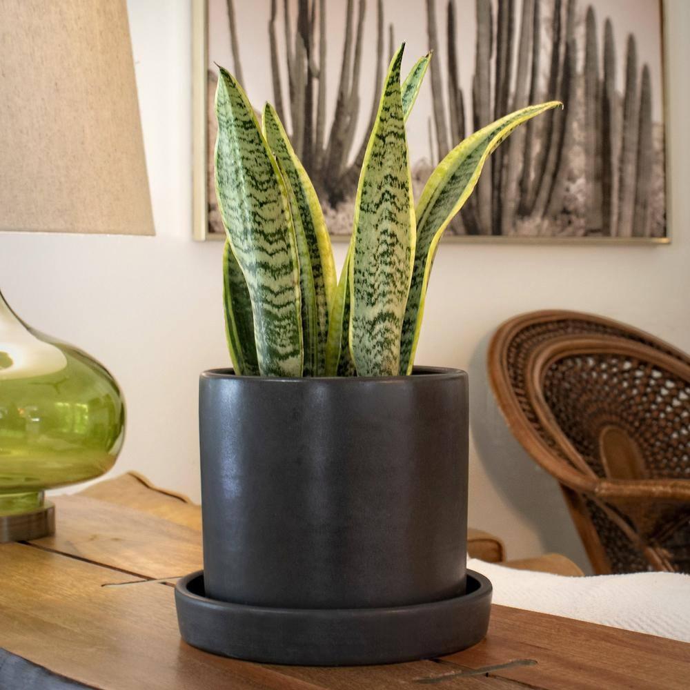 6 in. Laurentii Snake Plant in 7 in. Matte Black Hyde Container