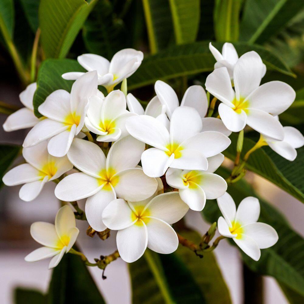 Hawaiian White Plumeria Plant Cutting ~ Grow Hawaii