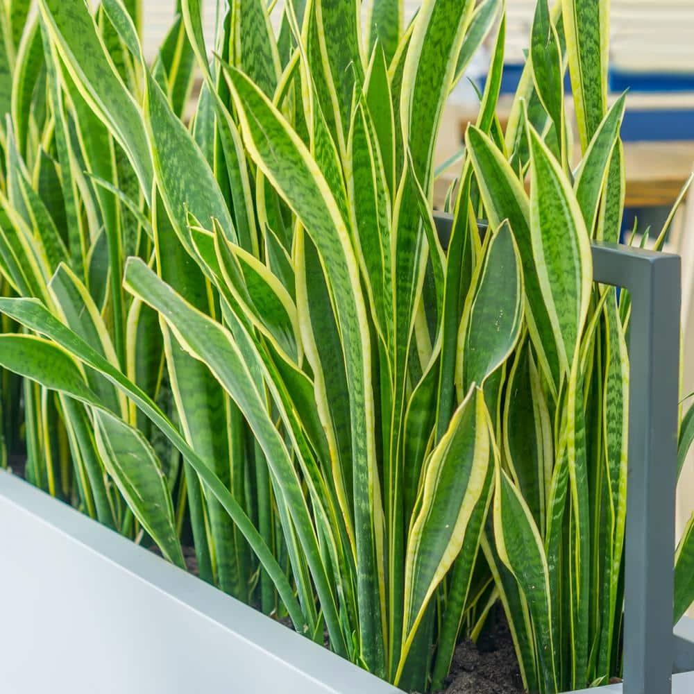 6 in. Laurentii Snake Plant in 7 in. Matte Black Hyde Container
