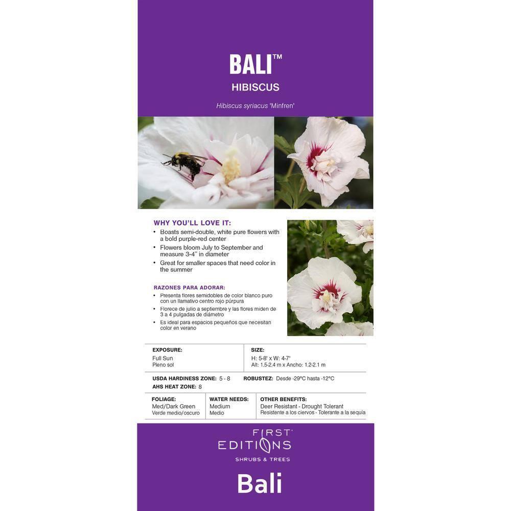 First Editions Hibiscus Bali Live Shrub in 2-Gallon Grower Pot