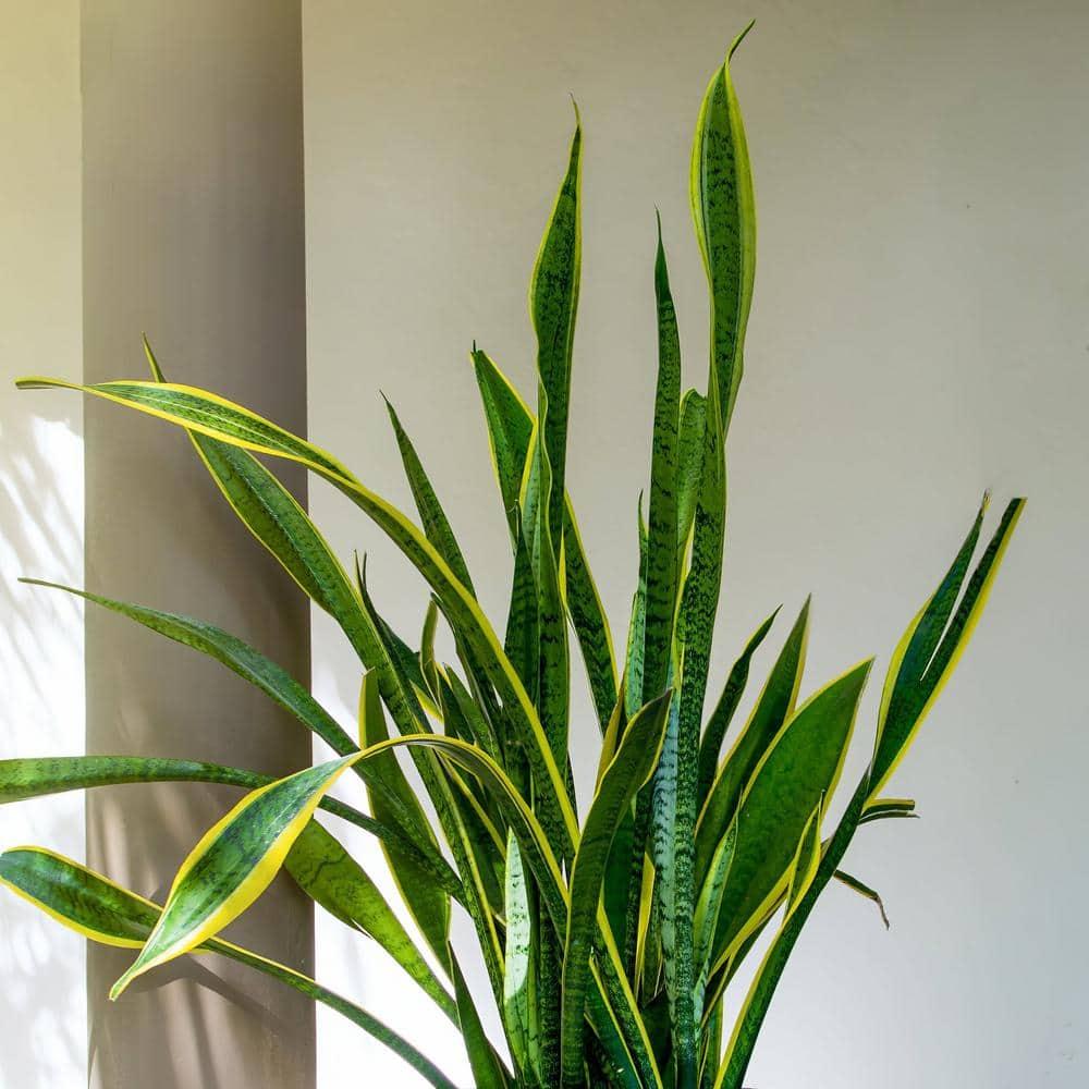 7 in. Semi Matte Cream Hyde Container with 6 in. Sanseveria Laurentii  Live Houseplant Indirect Sun