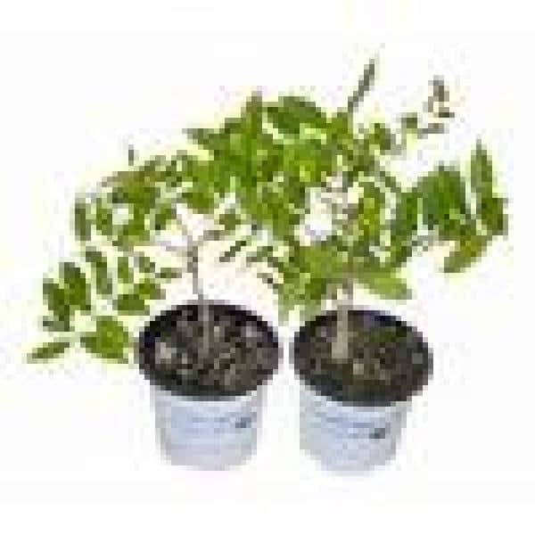 Live Perennial 1 gal Wisteria 'Amethyst Falls' with Full Sunlight