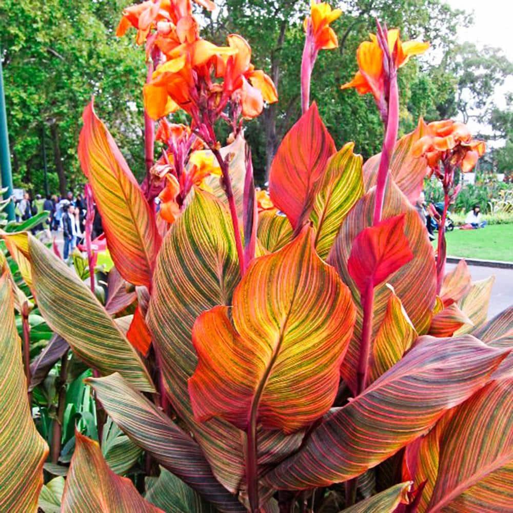 Phasion Giant Variegated Canna Lily Dormant Summer Flowering Bare Roots (3-Pack)