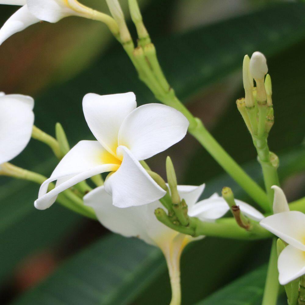 Hawaiian White Plumeria Plant Cutting ~ Grow Hawaii