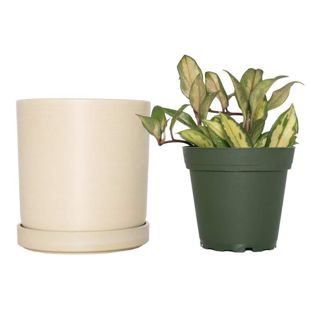 Cream Ceramic 10" Indoor Hoya Carnosa Planter