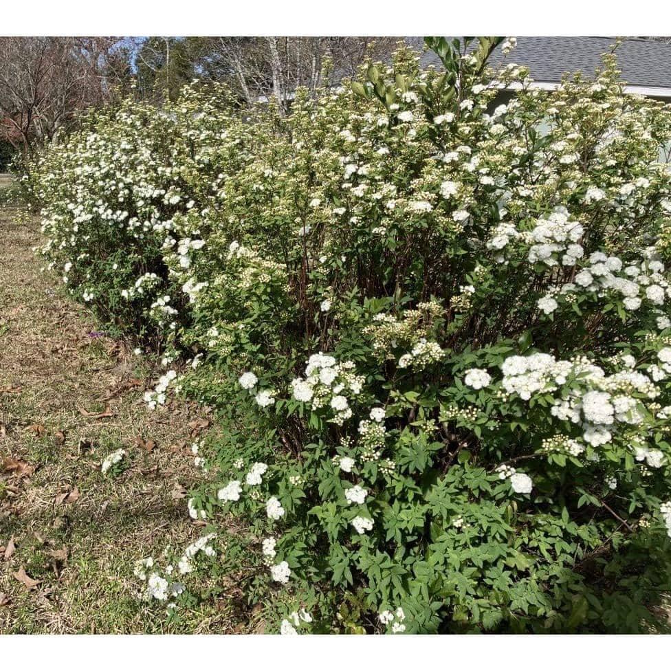 Reeves Bridal Wreath Spirea (2.5 Quart) White Blooming Deciduous Shrub - Full Sun Live Outdoor Plant