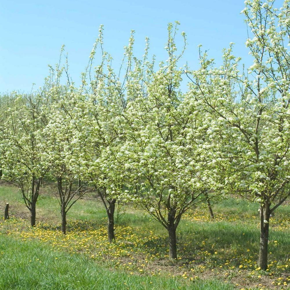 Ambrosia Semi-Dwarf Pear Tree with Golden-Brown Fruit