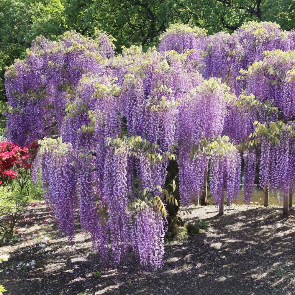 Live Perennial 1 gal Wisteria 'Amethyst Falls' with Full Sunlight