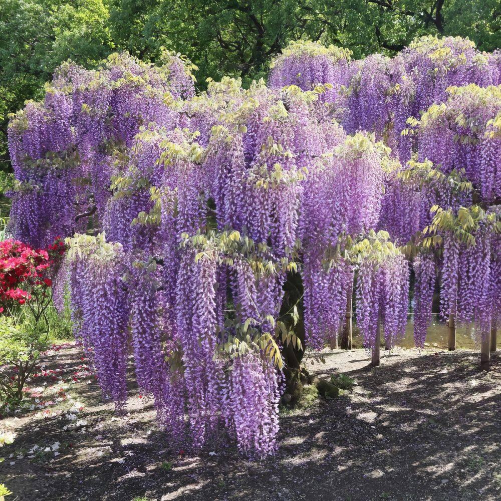 Live Perennial 1 gal Wisteria 'Amethyst Falls' with Full Sunlight