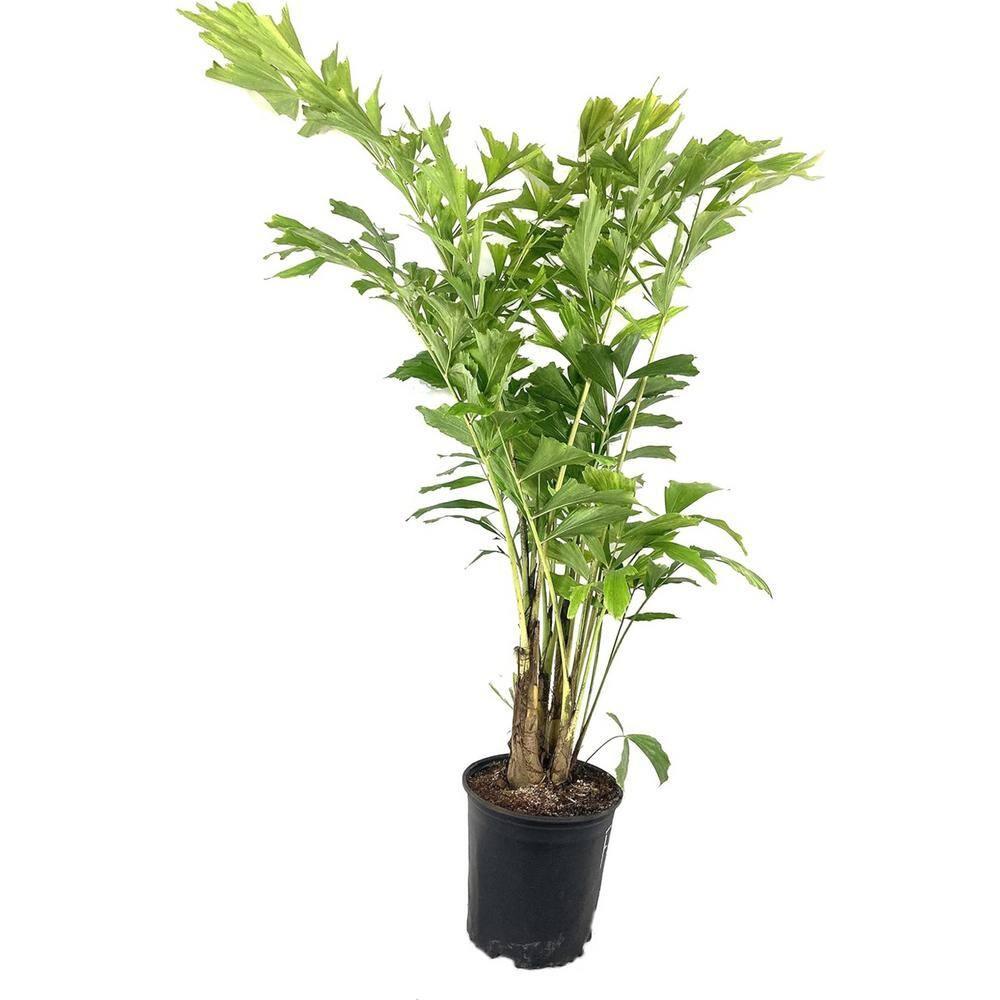 Large Green Fishtail Palm in Black Plastic Grower Pot