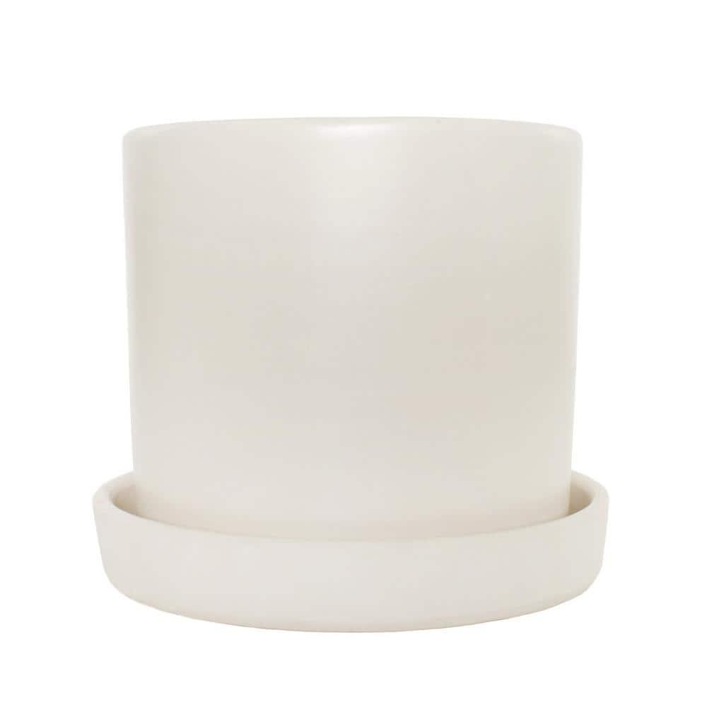 7 in. Semi Matte Cream Hyde Container with 6 in. Sanseveria Laurentii  Live Houseplant Indirect Sun