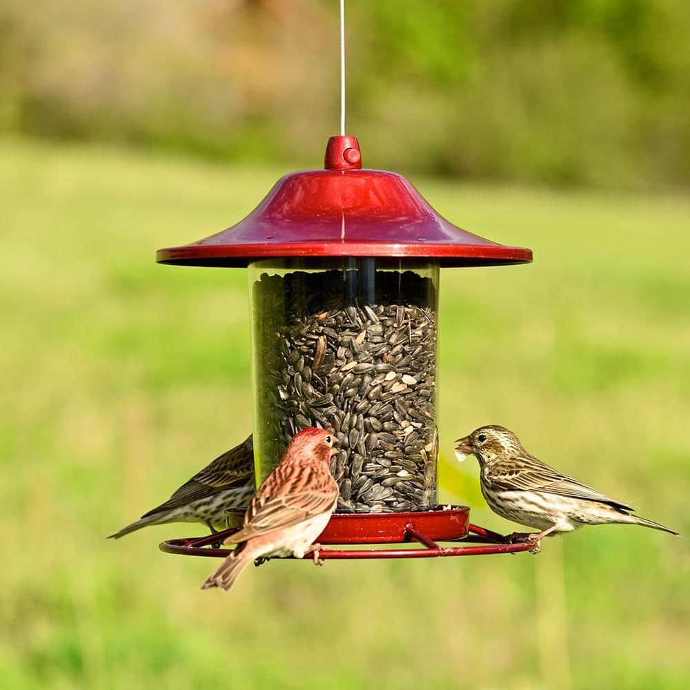 Perky-Pet Wild Bird 2 lb Metal/Plastic Panorama Bird Feeder 1 ports Model No 312R (Case of 2)