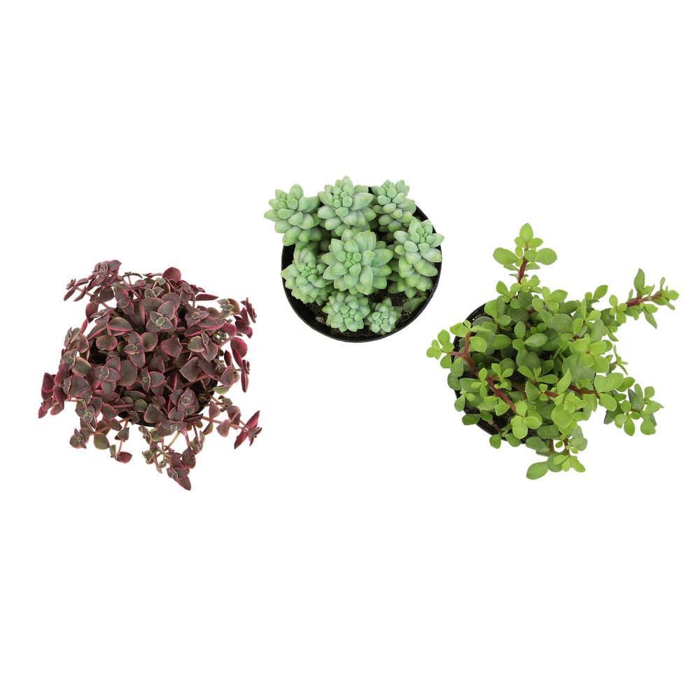Altman Plants Hanging Succulents Baskets (3-pack) Fun Easy Plants in 3.5 in. Hanging Pots