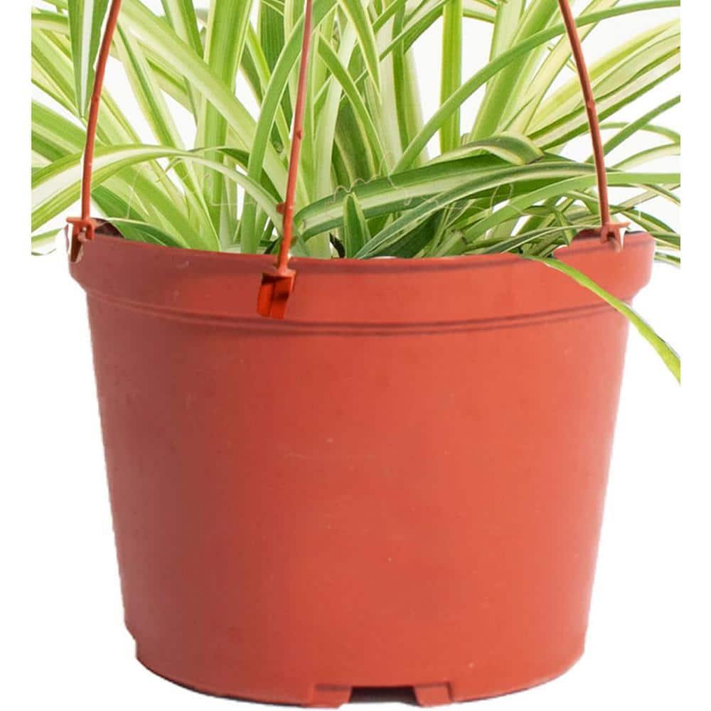 Spider Plant Live Indoor Plant, Easy Care Air Purifying Hanging Houseplant in 6 in. Grower Pot with Hanger