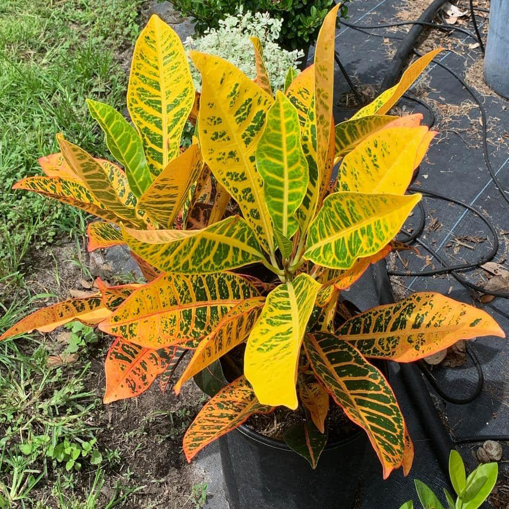 OnlinePlantCenter Live Foliage Plant in Pot