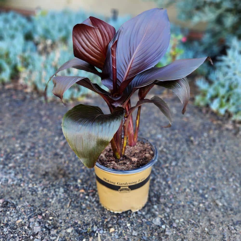 Altman Plants Black Tropicanna Canna Lily | Flowering Perennial Plant | 4qt. Grow Pot; Full Sun
