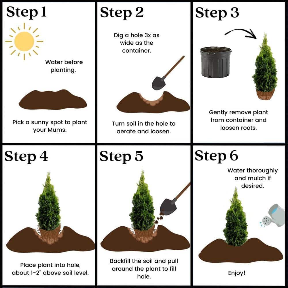 Emerald Green Arborvitae Live Shrub