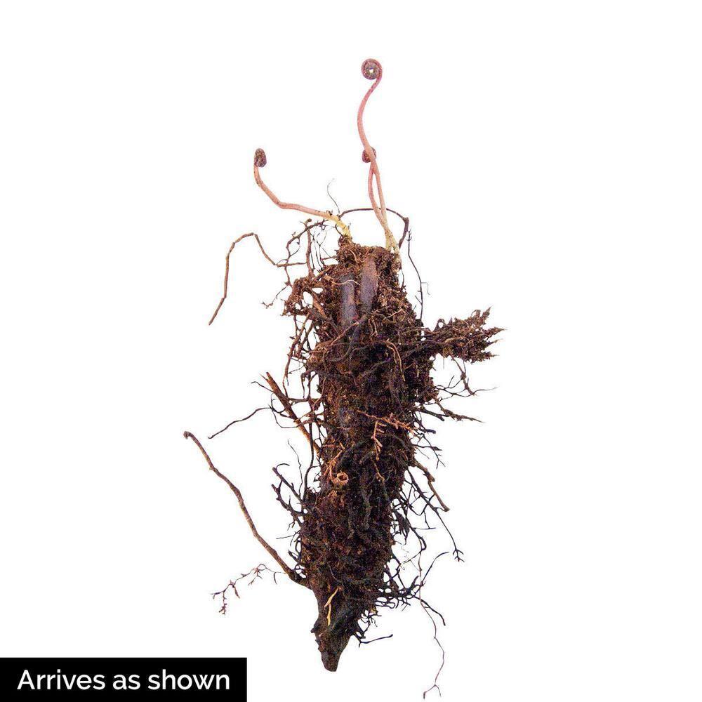Christmas Fern Dormant Bare Root Perennial Roots (5-Pack)