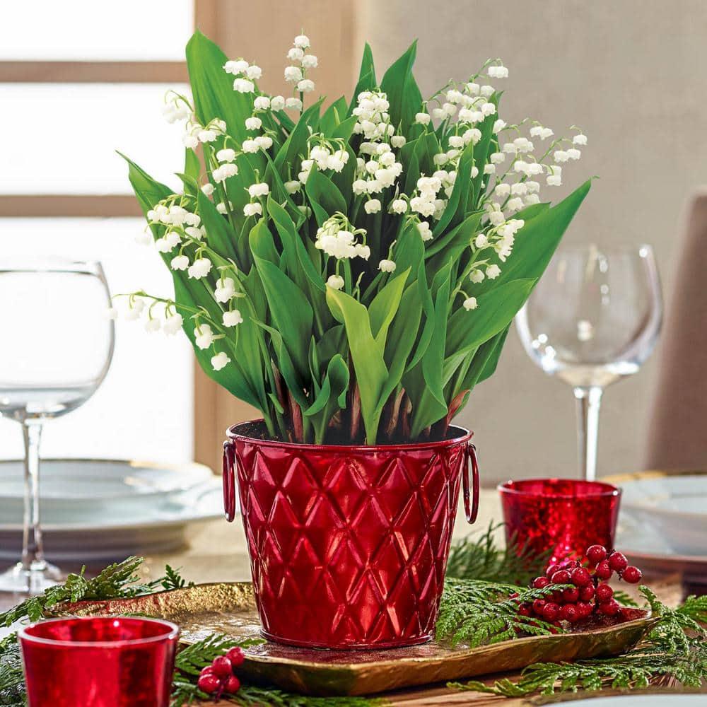 White Flowering Lily of the Valley Convallaria Dormant Bare Root Groundcover Perennial Starter Plant Root, One Plant per Offer