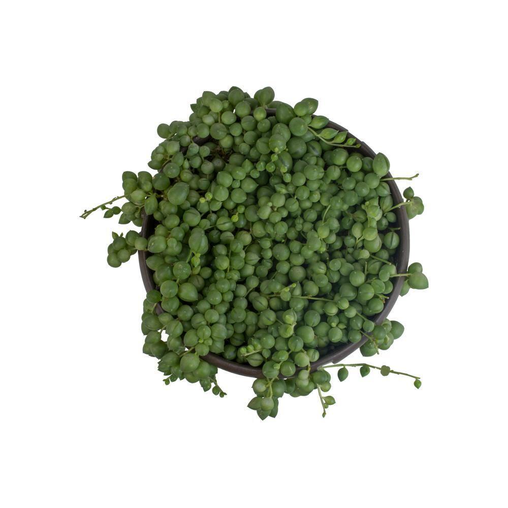 Element By Altman Plants String of Pearls Succulent (Senecio Rowleyanus) 6" Live Plant Hanging Basket