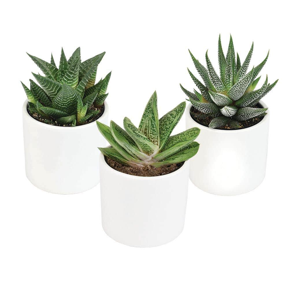 Altman Specialty Plants Live Succulent Plant in Ceramic Decorative Vase