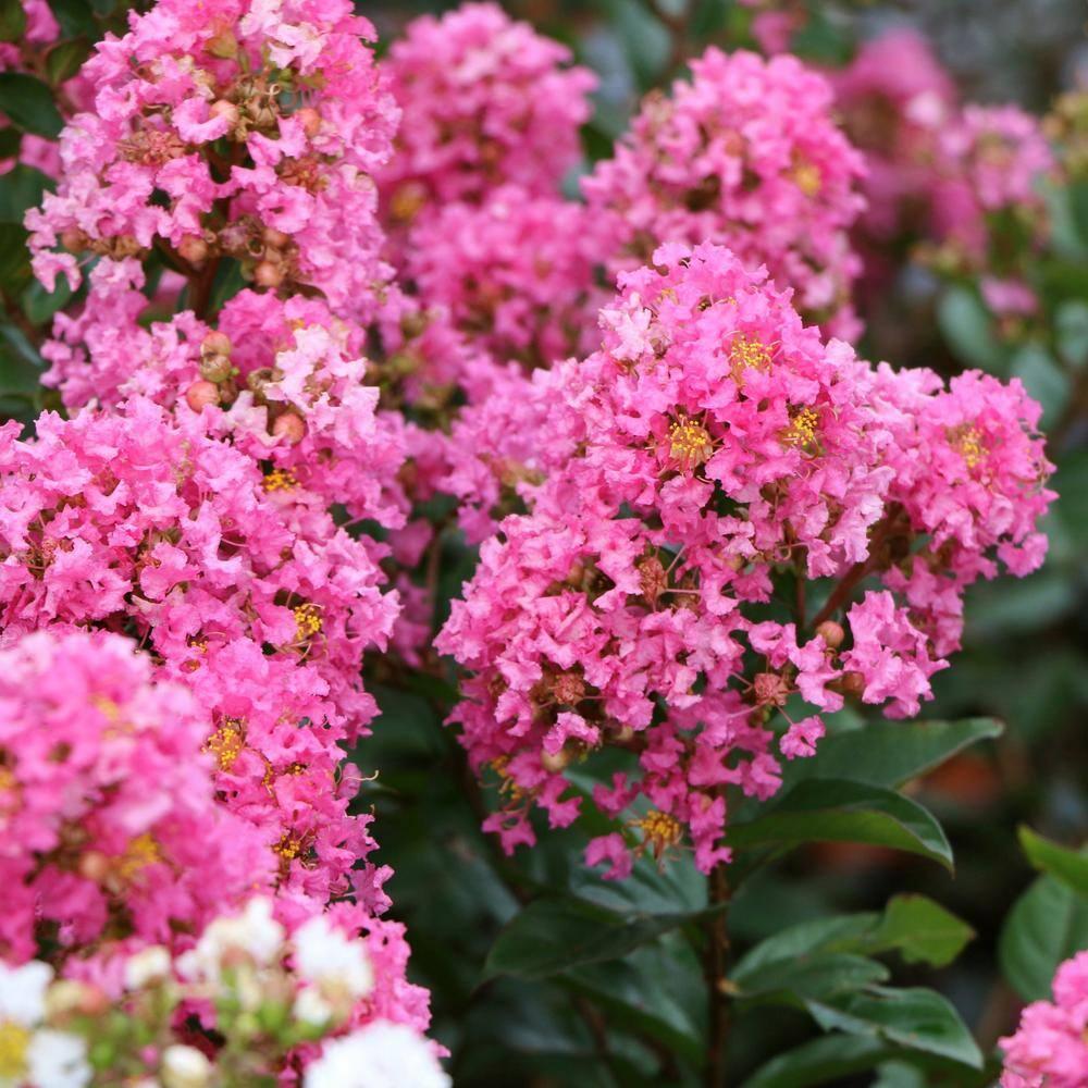 3 gal. Crape Myrtle Miami Shrub with Pink Flowers