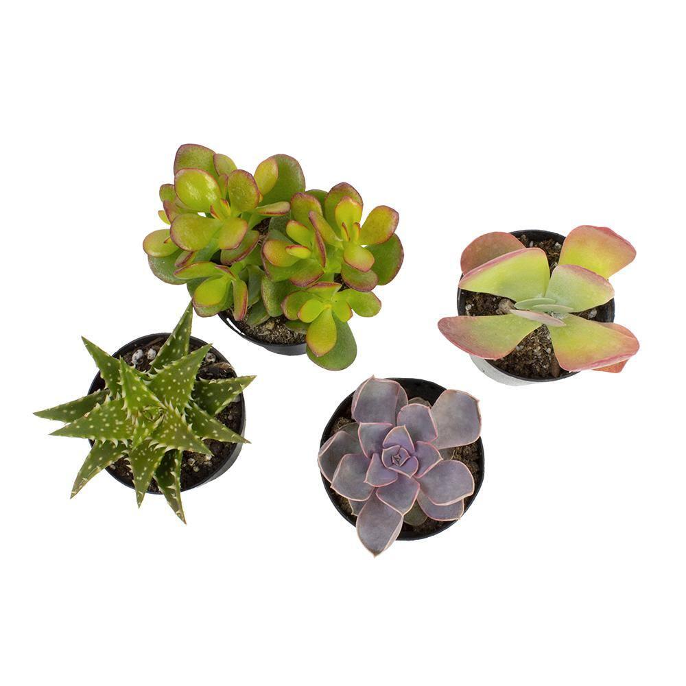 Element by Altman Plants Multicolor Succulent, Live Indoor House Plants with Grower Pots , 2.5 inch , Pack of 4 (Assorted)