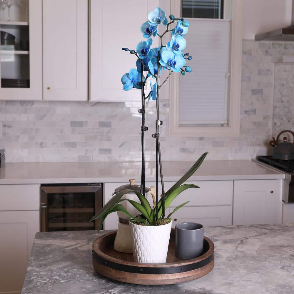 Just Add Ice 16-30" Watercolor Blue Premium Orchid Live Plant in 5" White Ceramic Pot, House Plant