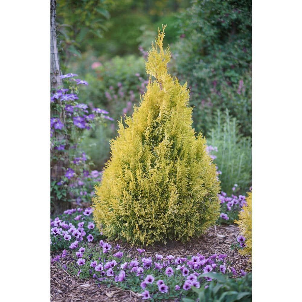 Proven Winners 1 Gallon Fluffy Western Arborvitae (Thuja) Live Evergreen Shrub